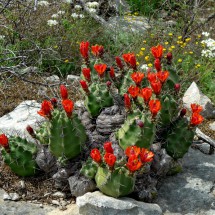 Blooming Cactuses